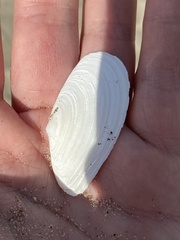 Megangulus bodegensis