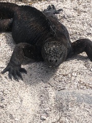 Amblyrhynchus cristatus