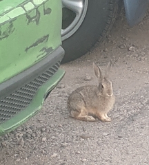 Sylvilagus nuttallii