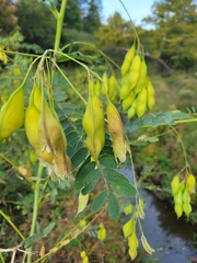 Sesbania vesicaria