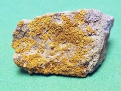 Polycauliona stellata