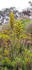 Puya chilensis
