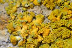 Polycauliona stellata