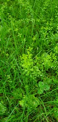 Galium