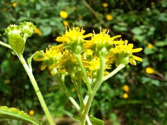 Verbesina agricolarum