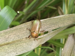 Pelidnota strigosa