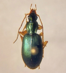 Agonum extensicolle