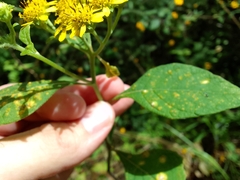 Verbesina agricolarum