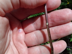 Verbesina agricolarum