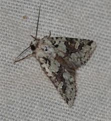 Lacinipolia strigicollis