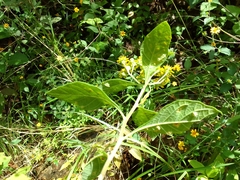 Verbesina agricolarum