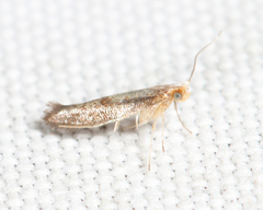 Argyresthia