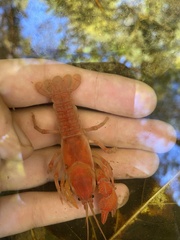 Cambarus dubius