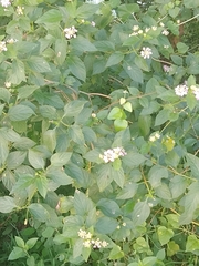 Lantana camara