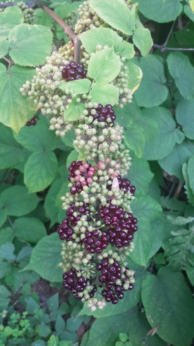 Aralia racemosa