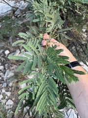 Senegalia berlandieri