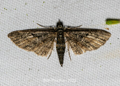Eupithecia