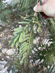 Senegalia berlandieri