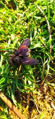 Xylocopa augusti
