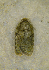 Acleris