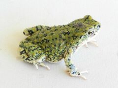 Anaxyrus debilis