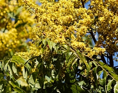 Koelreuteria paniculata