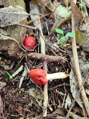 Leratiomyces erythrocephalus