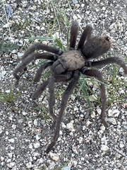 Aphonopelma steindachneri