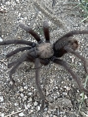 Aphonopelma steindachneri
