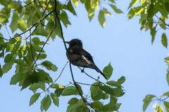 Hypsipetes amaurotis