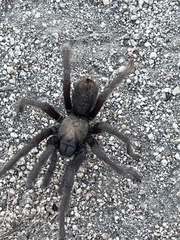 Aphonopelma steindachneri