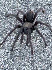 Aphonopelma steindachneri