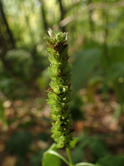 Agastache nepetoides