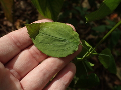 Agastache nepetoides