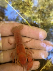 Cambarus dubius