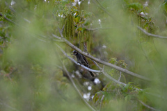 Hypsipetes amaurotis