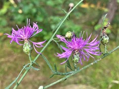 Centaurea stoebe australis