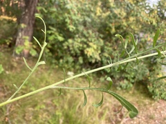 Centaurea stoebe australis