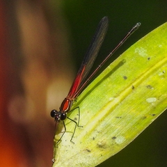 Hetaerina miniata