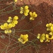 Goodenia triodiophila - Photo (c) Loxley Fedec, μερικά δικαιώματα διατηρούνται (CC BY-NC), uploaded by Loxley Fedec