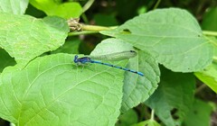 Argia elongata