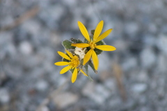 Chrysopsidinae