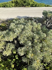 Tournefortia gnaphalodes