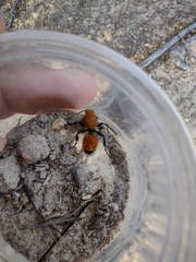 Dasymutilla bioculata