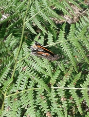 Vanessa atalanta atalanta