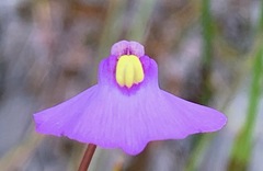 Utricularia barkeri