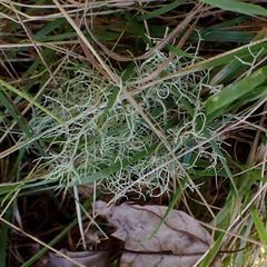 Usnea subfloridana