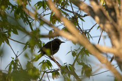 Hypsipetes amaurotis