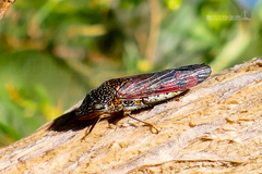 Homalodisca liturata