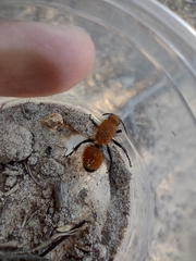 Dasymutilla bioculata